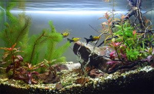 biotope-aquarium-c2013_66-1