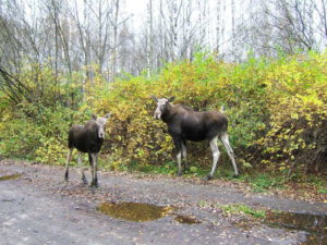 измайловский парк