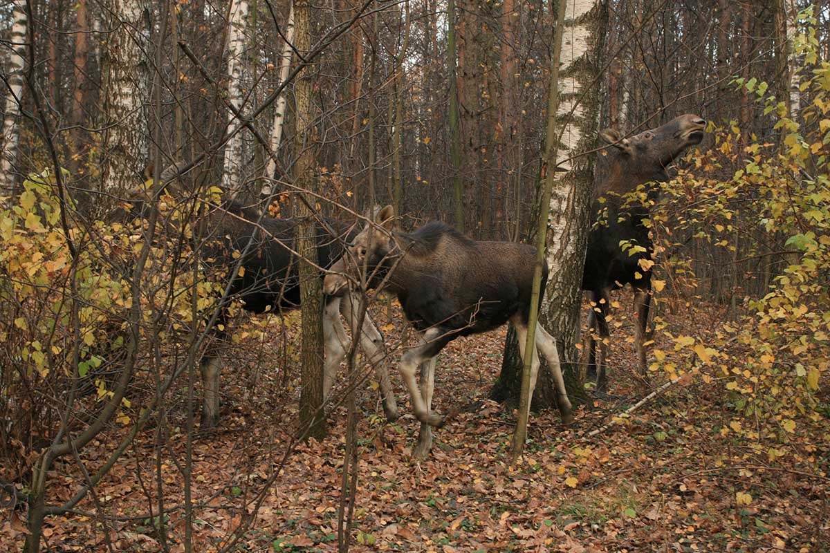 Парк Лосиный Остров Фото