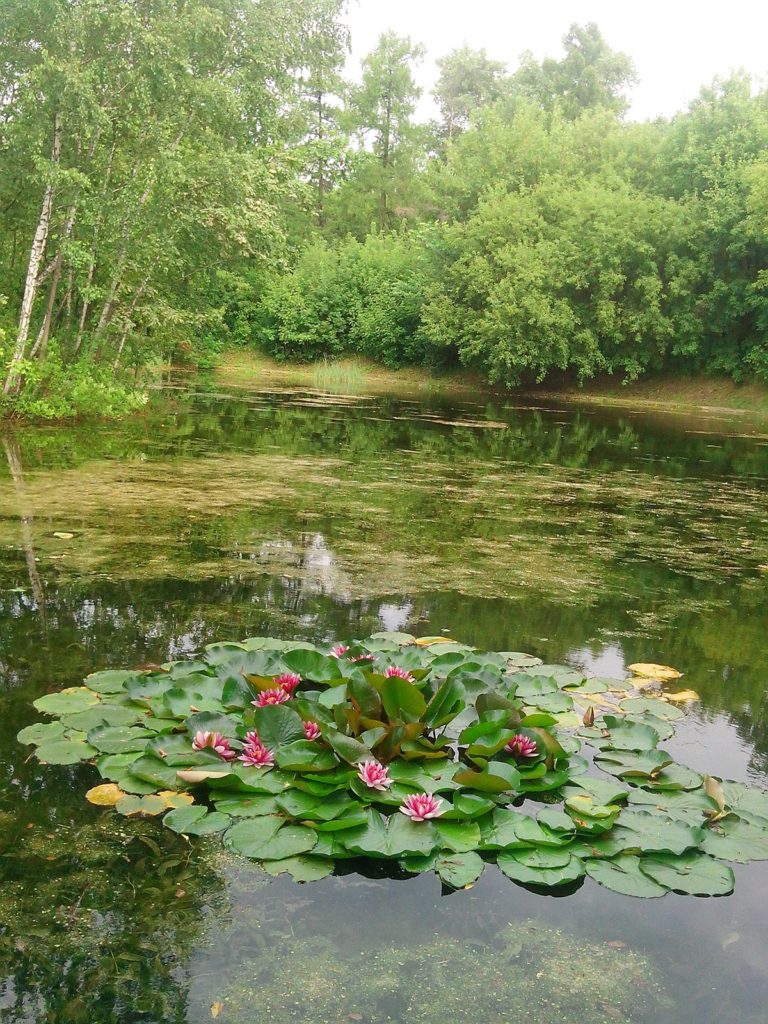 тайны водяных лилий