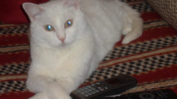 imageu80oim65 кошки