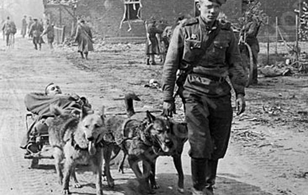 zhivotnye-na-vojne-3