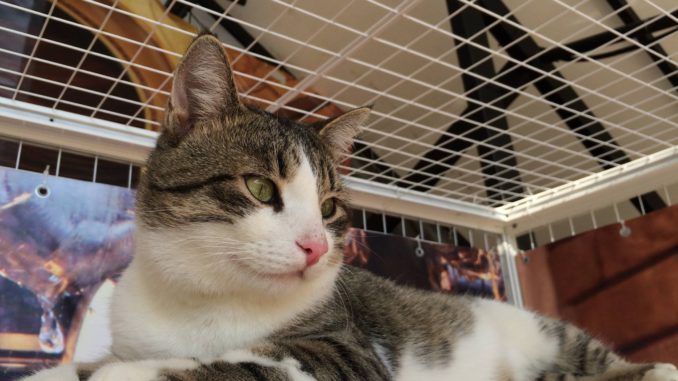 котокафе4 котокафе