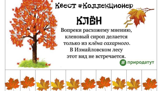 квест Квест Коллекционер