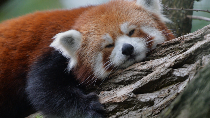Sweet panda