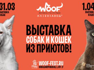 Благотворительный фестиваль
