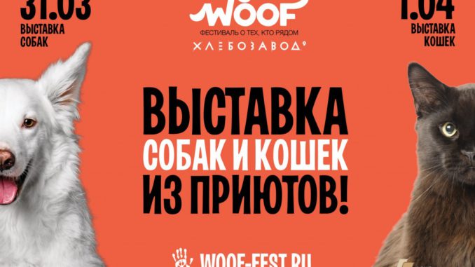 vystavka-sobak-i-koshek Благотворительный фестиваль