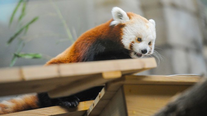 panda(53) московский зоопарк