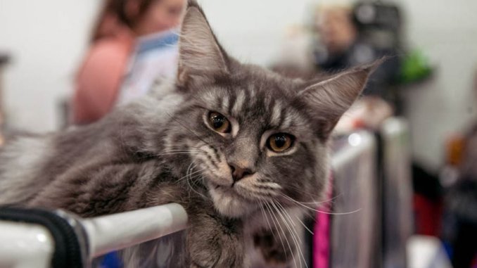 коша