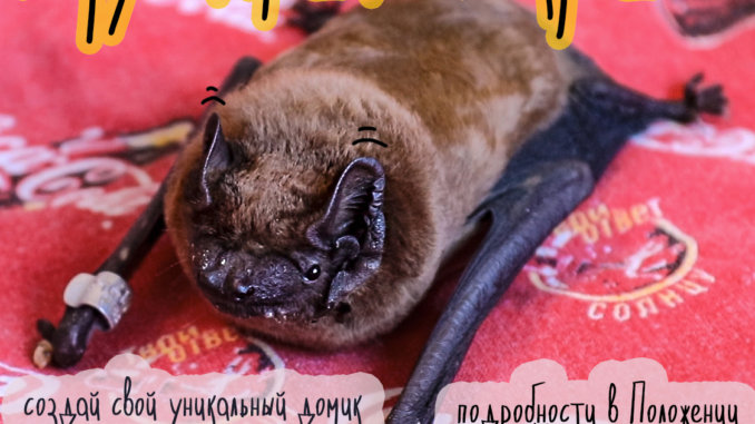 letuchaya-mysh конкурс летучей мыши — по крыше