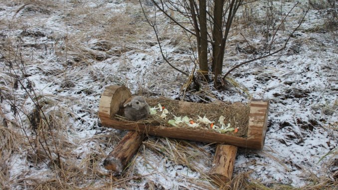кормушка сытый заяц