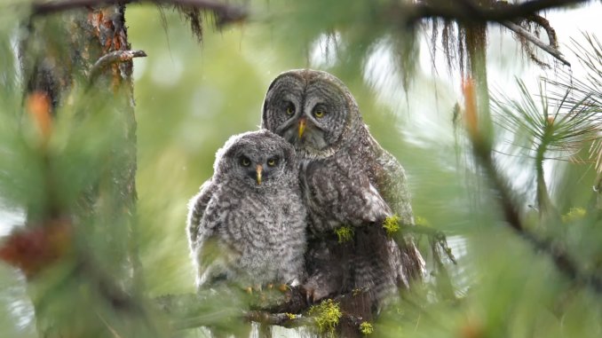 Great Grey Owls сова и совята