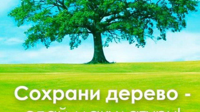 дерево шестьдесят пять деревьев