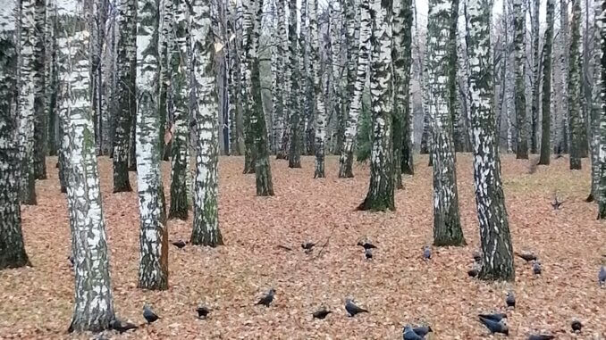 парк