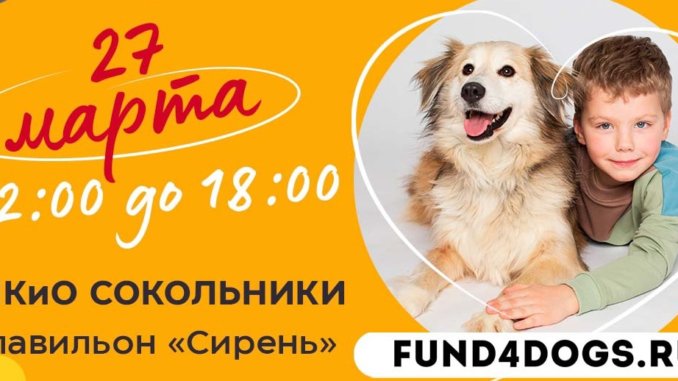 собаки_