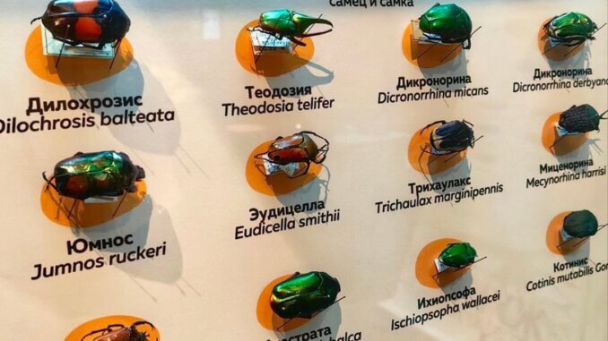жуки жуки