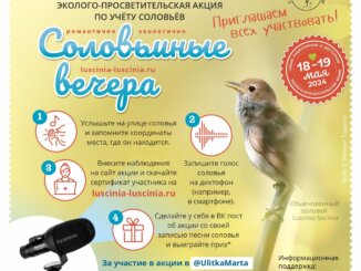 соловьиные вечера