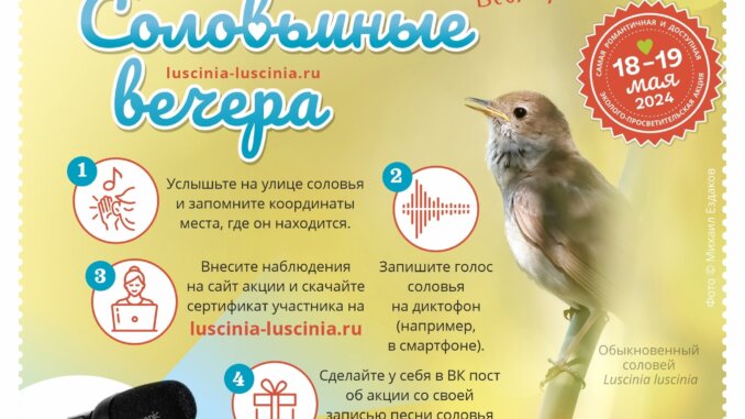 соловьиные вечера