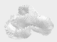 One Artsapiens ID