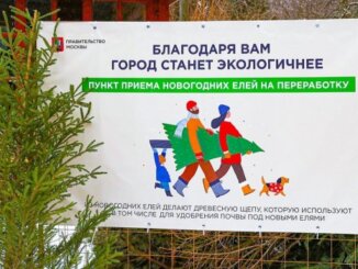 ёлочный круговорот